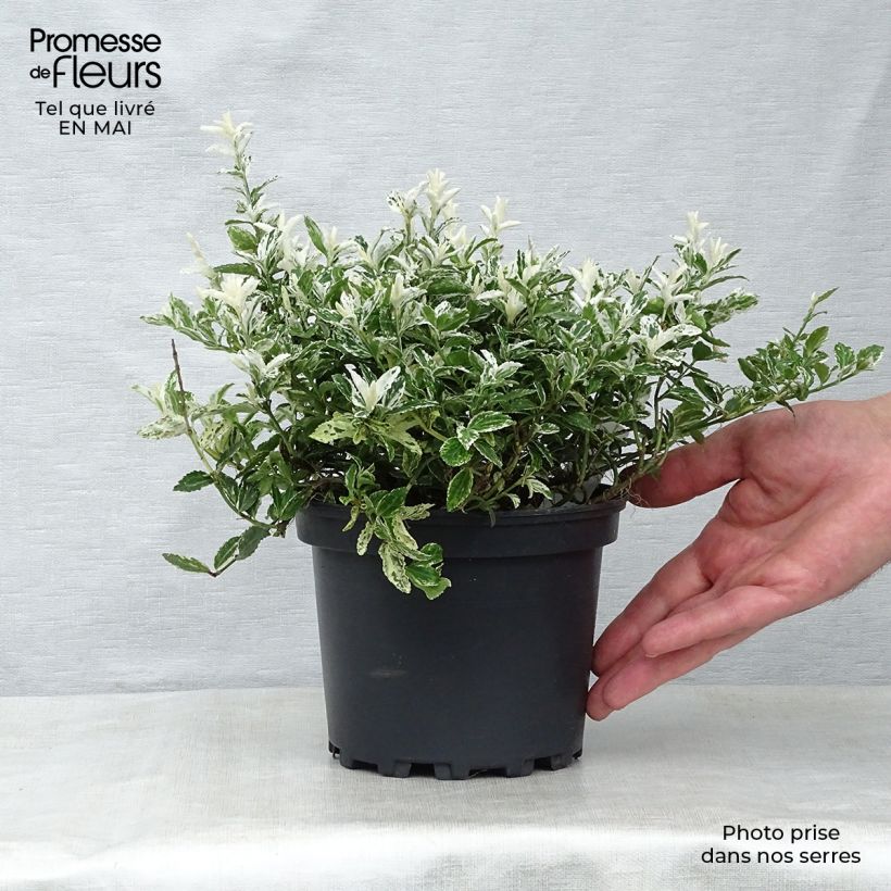 Spécimen de Euonymus fortunei Harlequin - Fusain persistant panaché Pot de 2L/3L tel que livré au printemps
