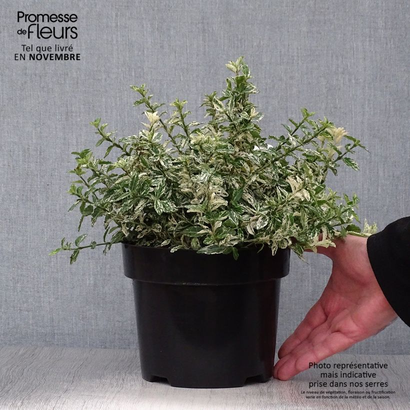 Spécimen de Euonymus fortunei Harlequin - Fusain persistant panaché Pot de 2L/3L tel que livré en automne
