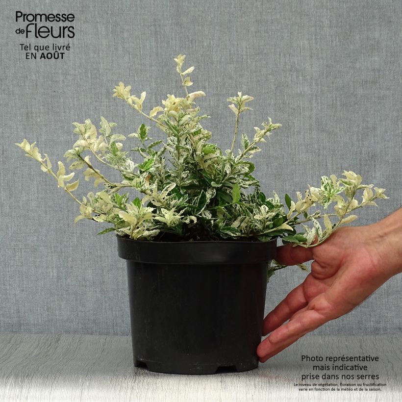 Spécimen de Euonymus fortunei Harlequin - Fusain persistant panaché Pot de 2L/3L tel que livré en été