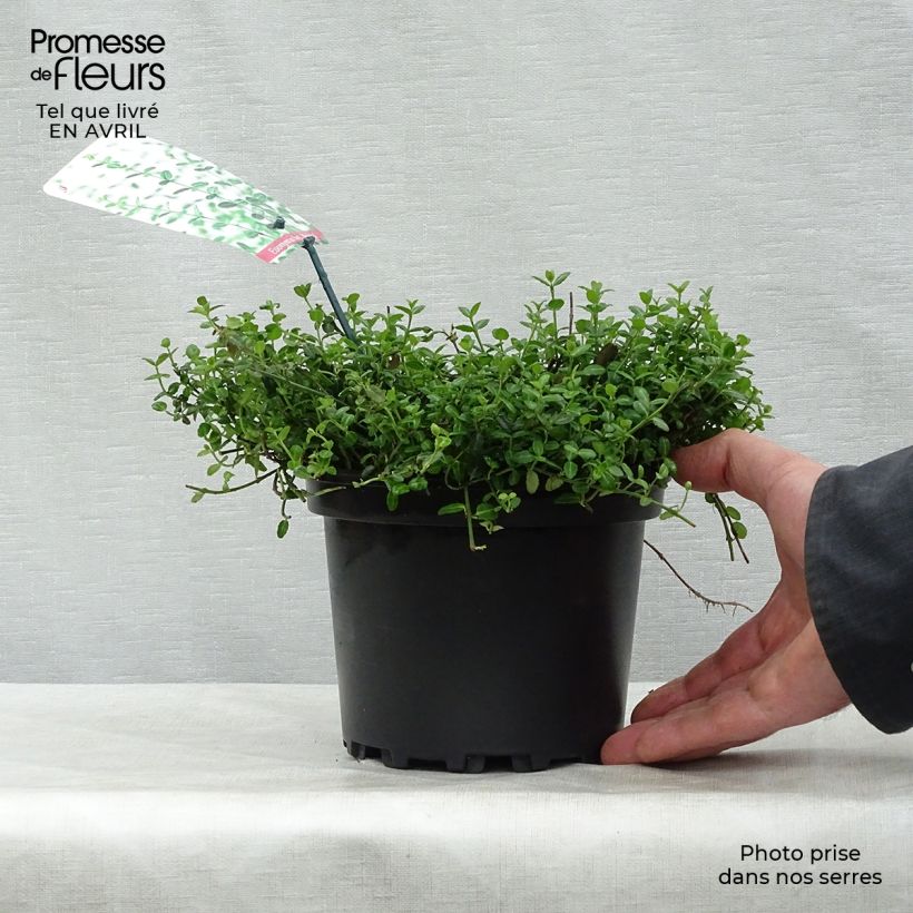 Example of Euonymus fortunei Minimus - Fusain persistant Pot de 2L/3L as you get in printemps