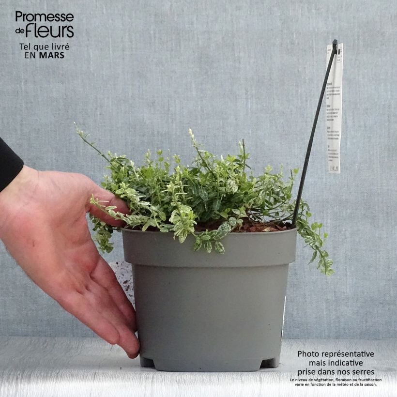Example of Euonymus fortunei Silverstone - Fusain persistant Pot de 2L/3L as you get in printemps