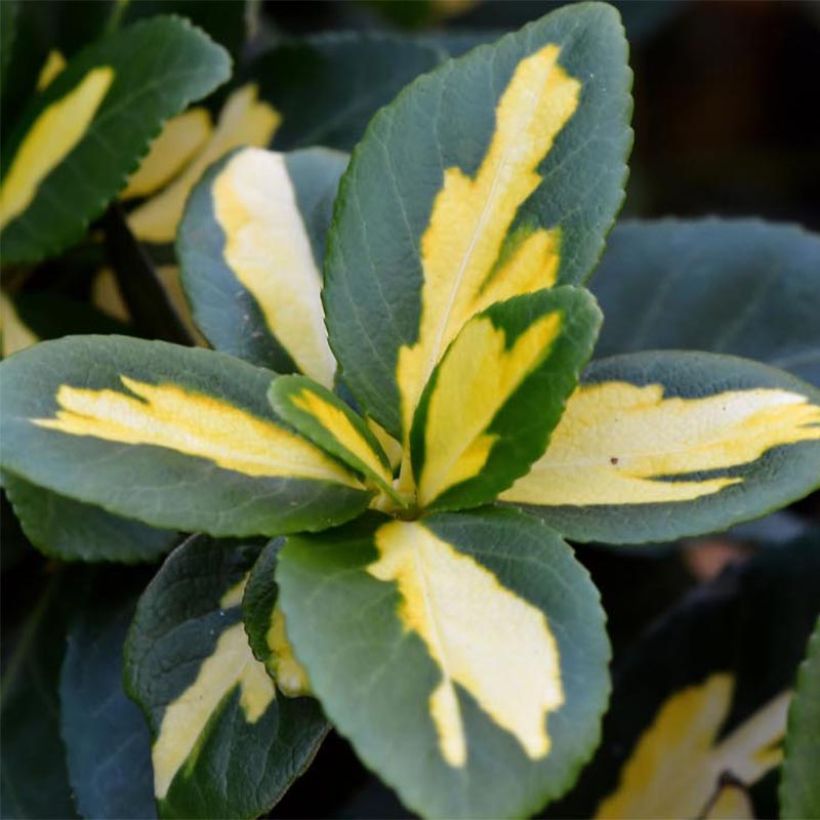 Euonymus fortunei  Sunspot - Fusain persistant (Foliage)