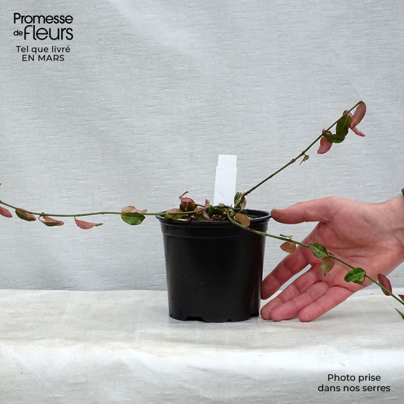Example of Euonymus fortunei Tustin - Fusain nain persistant. Pot de 1L/1,5L as you get in printemps