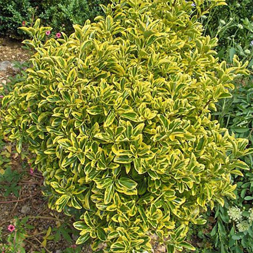 Euonymus japonicus Aureomarginatus - Fusain du Japon (Foliage)