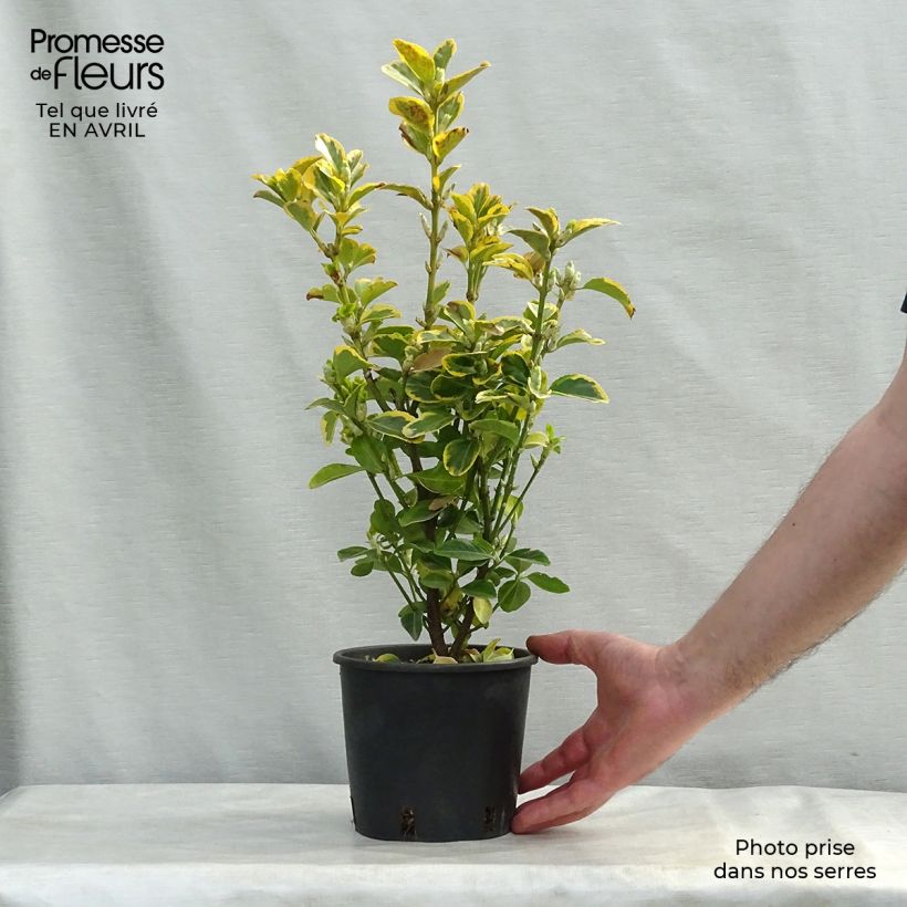 Example of Euonymus japonicus Aureomarginatus - Fusain du Japon Pot de 2L/3L as you get in printemps