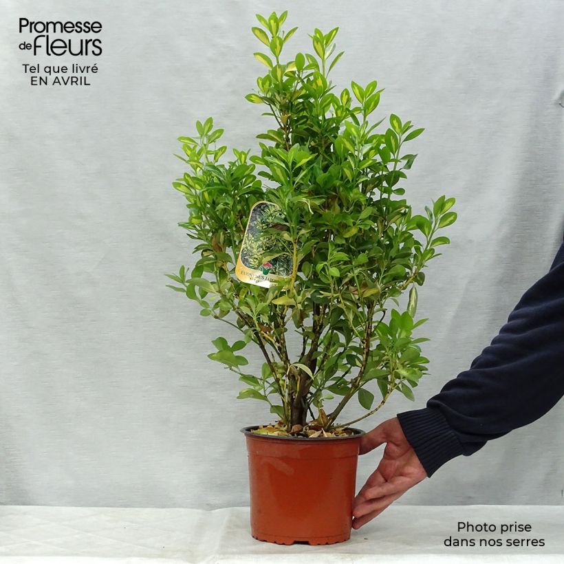 Example of Euonymus japonicus Aureus - Fusain du Japon Pot de 2L/3L as you get in printemps
