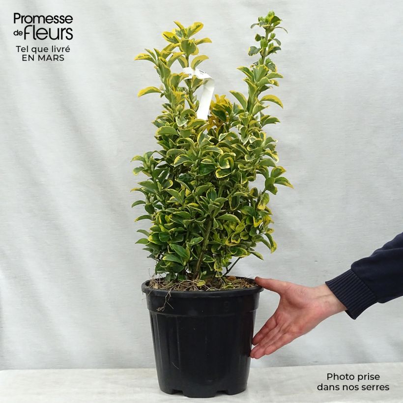 Example of Euonymus japonicus Aureus - Fusain du Japon Pot de 7,5L/10L as you get in printemps