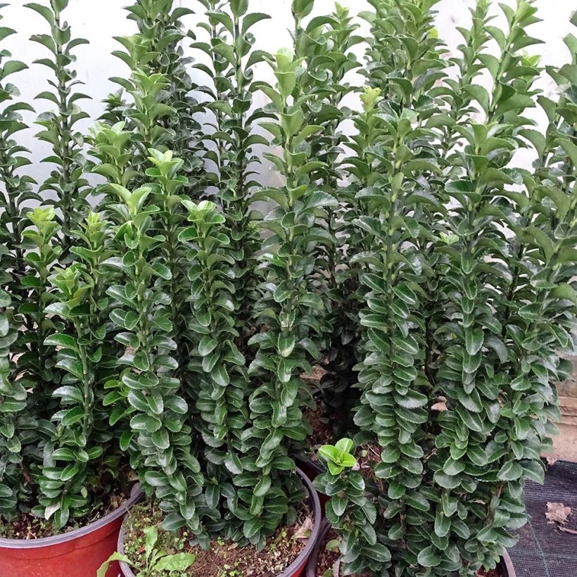 Euonymus japonicus Benkomasaki (Erecta) (Plant habit)