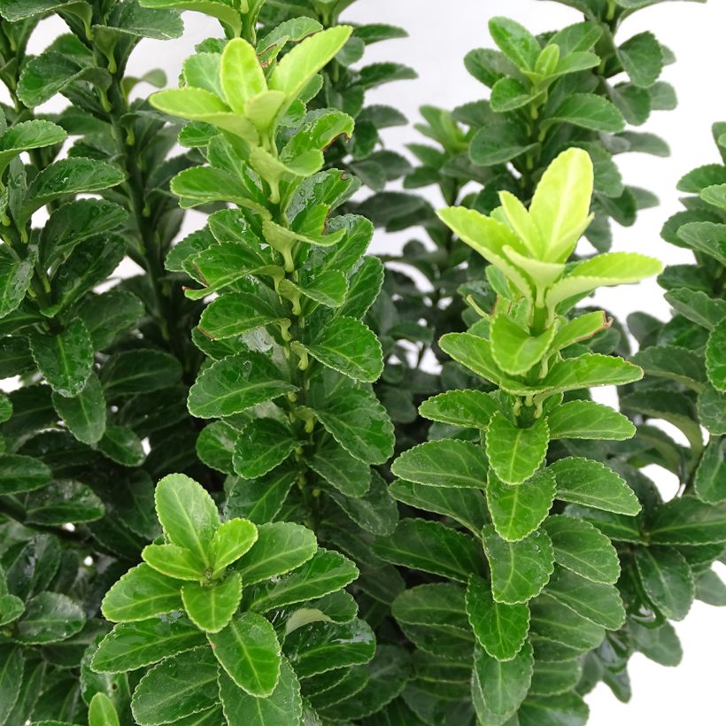 Euonymus japonicus Benkomasaki (Erecta) (Foliage)