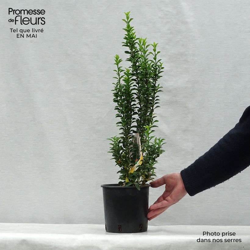 Example of Euonymus japonicus Benkomasaki (Erecta) Pot de 2L/3L as you get in printemps