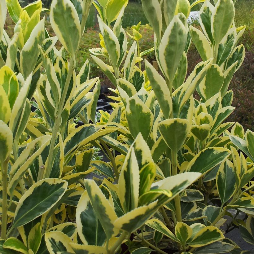 Euonymus japonicus Bravo - Fusain du Japon (Foliage)