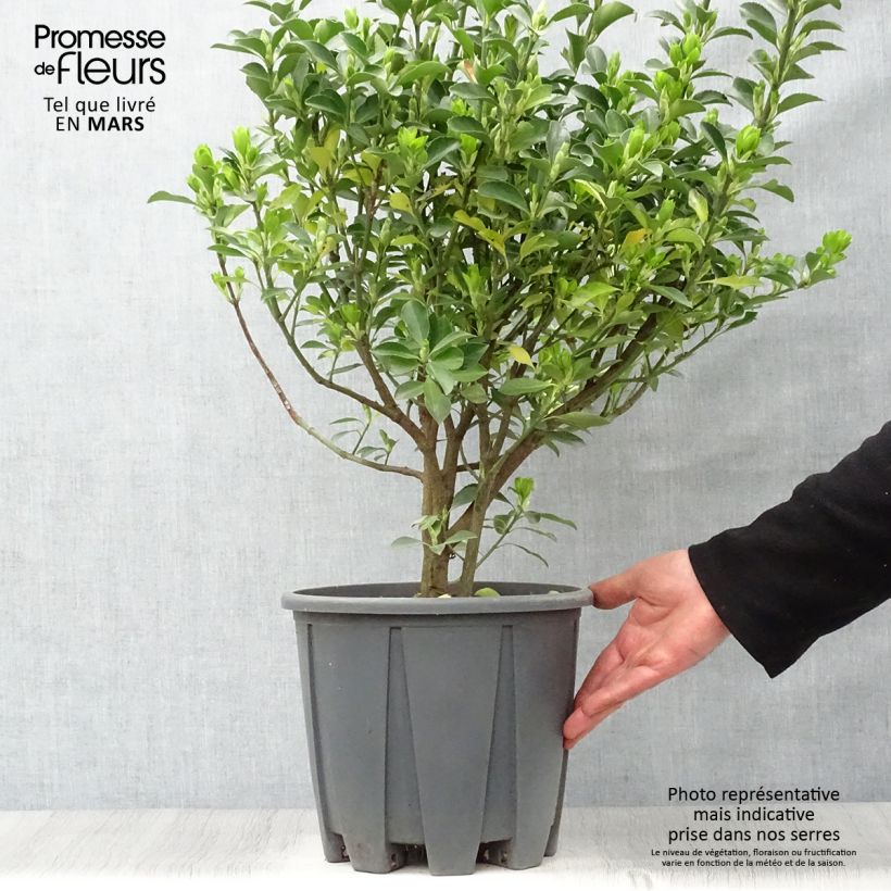 Example of Euonymus japonicus - Fusain du Japon Pot de 7,5L/10L as you get in printemps