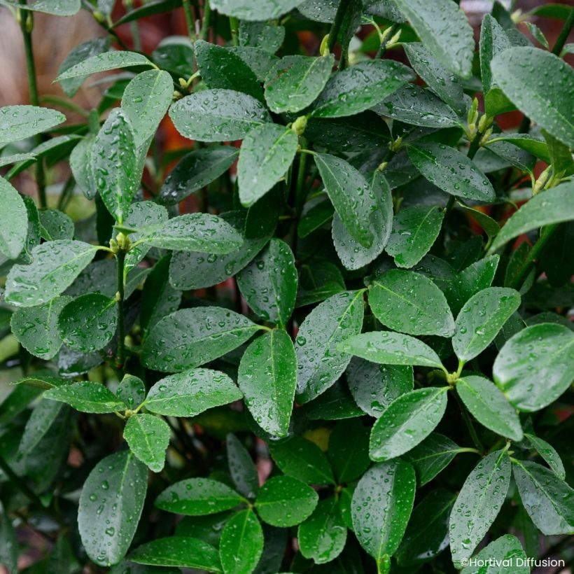 Euonymus japonicus Green Millenium - Fusain du Japon (Feuillage)