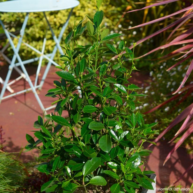 Euonymus japonicus Green Millenium - Fusain du Japon (Port)