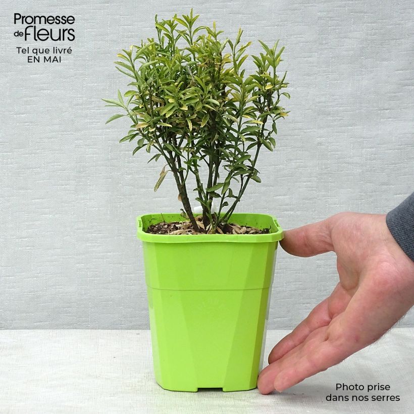 Example of Euonymus japonicus Happiness - Fusain du Japon Pot de 1L/1,5L as you get in printemps