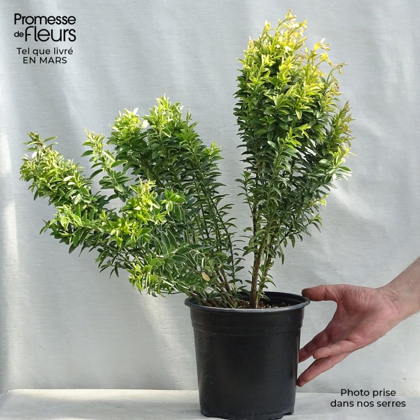 Example of Euonymus japonicus Happiness - Fusain du Japon Pot de 4L/5L as you get in printemps