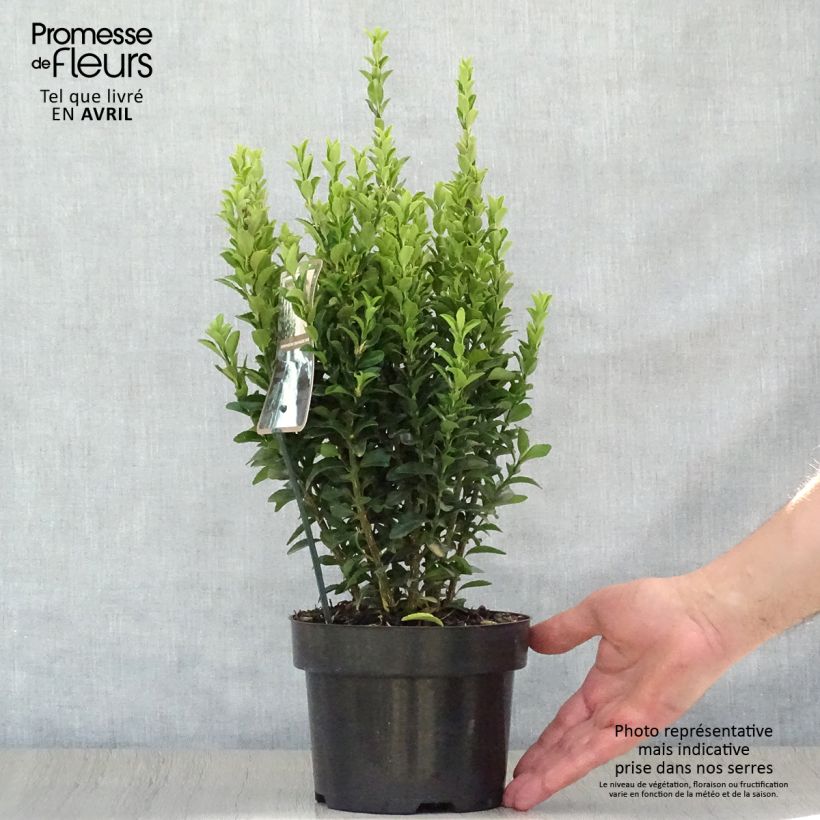 Example of Euonymus japonicus Jean Hugues - Fusain du Japon   Pot de 2L/3L as you get in printemps