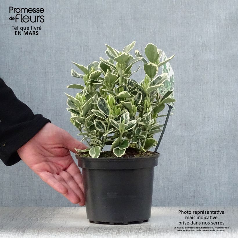 Example of Euonymus japonicus Kathy - Fusain du Japon Pot de 2L/3L as you get in printemps