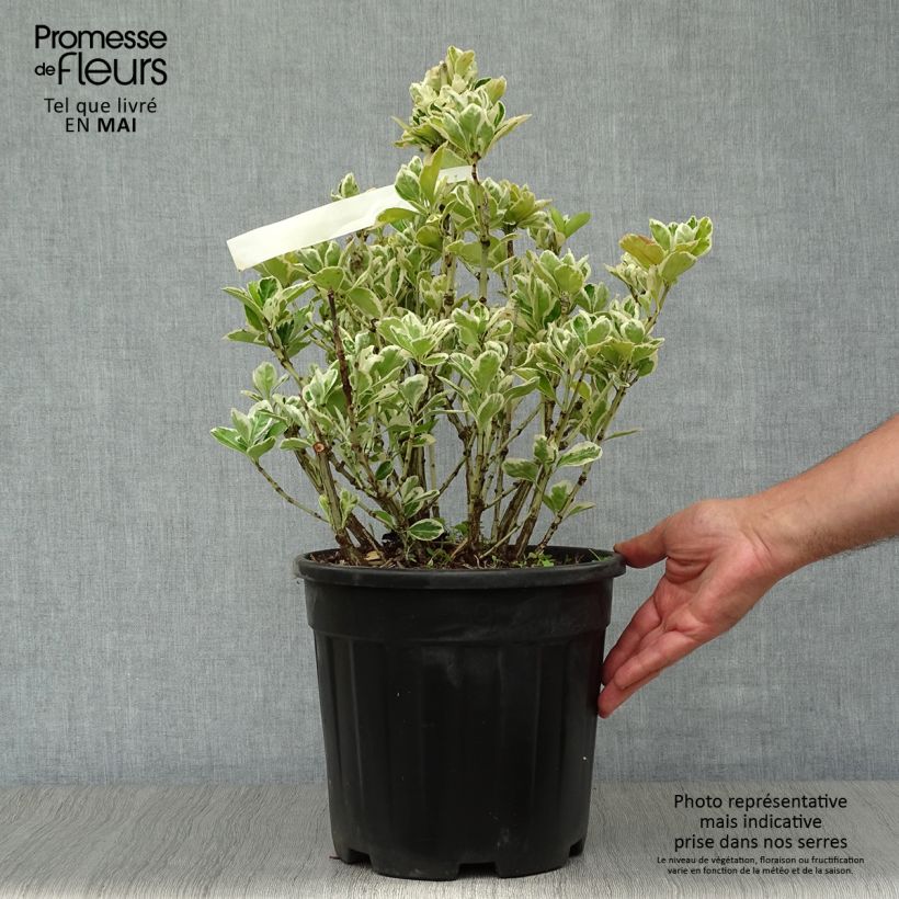 Example of Euonymus japonicus Kathy - Fusain du Japon Pot de 7,5L/10L as you get in printemps