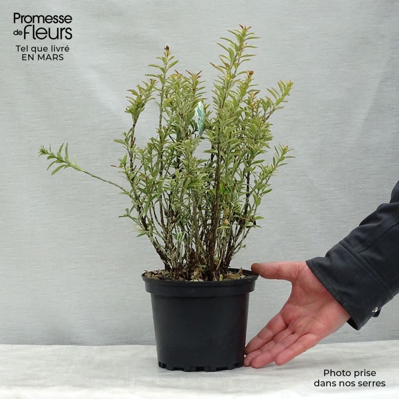 Example of Euonymus japonicus Microphyllus Albovariegatus - Fusain du Japon Pot de 2L/3L as you get in printemps