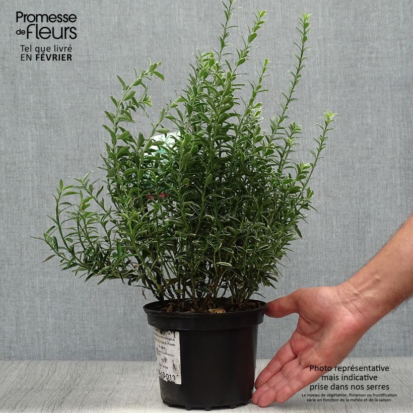 Spécimen de Euonymus japonicus Microphyllus Albovariegatus - Fusain du Japon Pot de 2L/3L tel que livré en automne