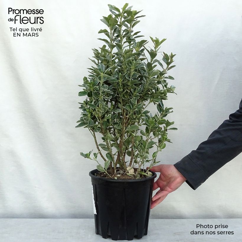 Example of Euonymus japonicus Microphyllus Albovariegatus - Fusain du Japon Pot de 7,5L/10L as you get in printemps