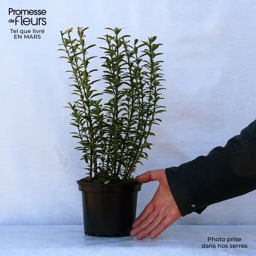 Example of Euonymus japonicus Microphyllus  - Fusain du Japon Pot de 2L/3L as you get in printemps