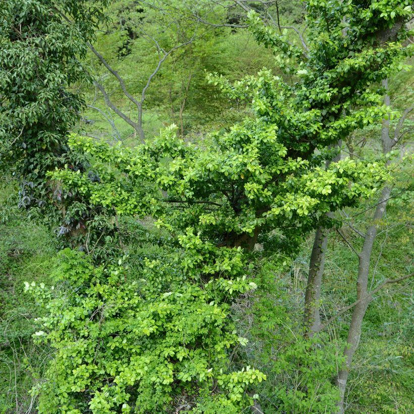 Euonymus japonicus Microphyllus  - Fusain du Japon (Plant habit)