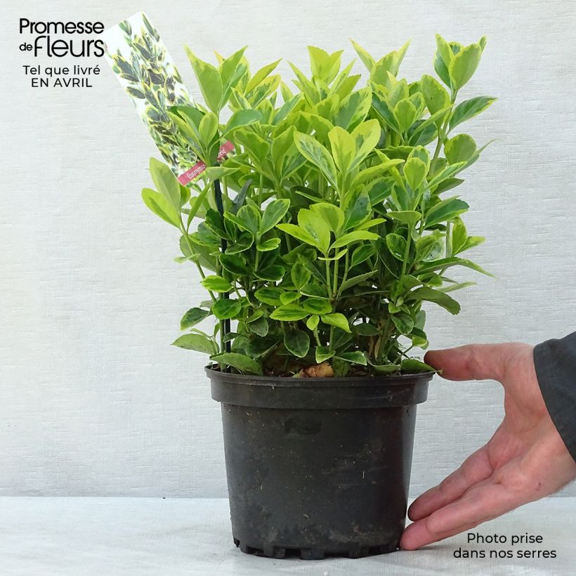 Example of Euonymus japonicus Ovatus Aureus (Marieke) - Fusain du Japon Pot de 2L/3L as you get in printemps