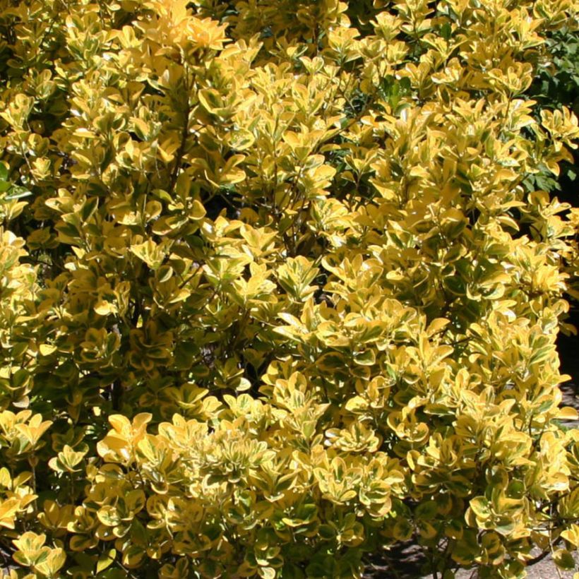 Euonymus japonicus Ovatus Aureus (Marieke) - Fusain du Japon (Foliage)
