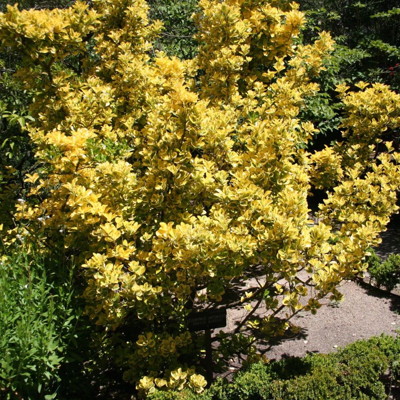 Euonymus japonicus Ovatus Aureus (Marieke) - Fusain du Japon (Plant habit)