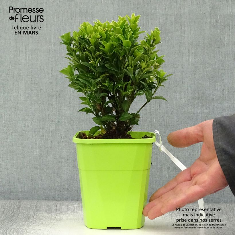 Example of Euonymus japonicus Paloma Blanca - Fusain du Japon Pot de 1,5L/2L as you get in printemps