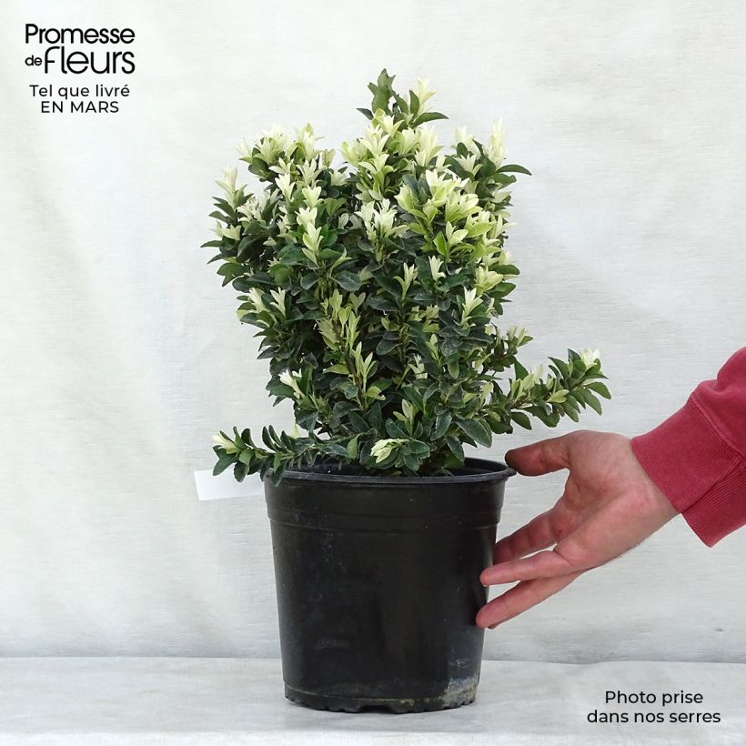 Example of Euonymus japonicus Paloma Blanca - Fusain du Japon Pot de 3L/4L as you get in printemps
