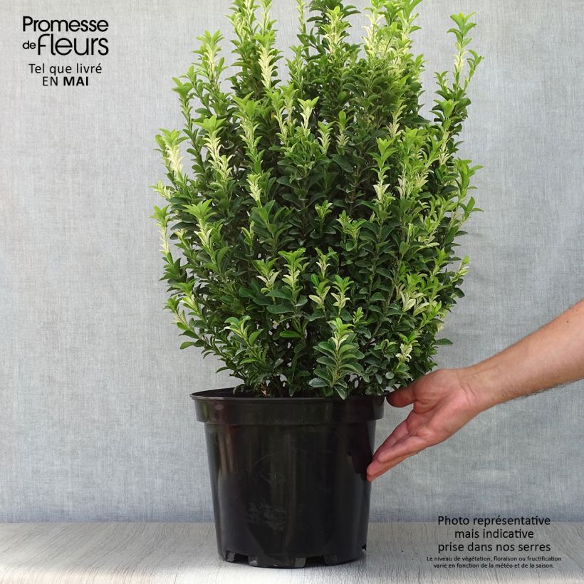 Example of Euonymus japonicus Paloma Blanca - Fusain du Japon Pot de 7,5L/10L as you get in printemps