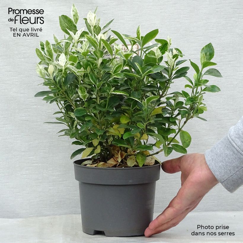 Example of Euonymus japonicus Pierrolino - Fusain du Japon Pot de 1,5L/2L as you get in printemps