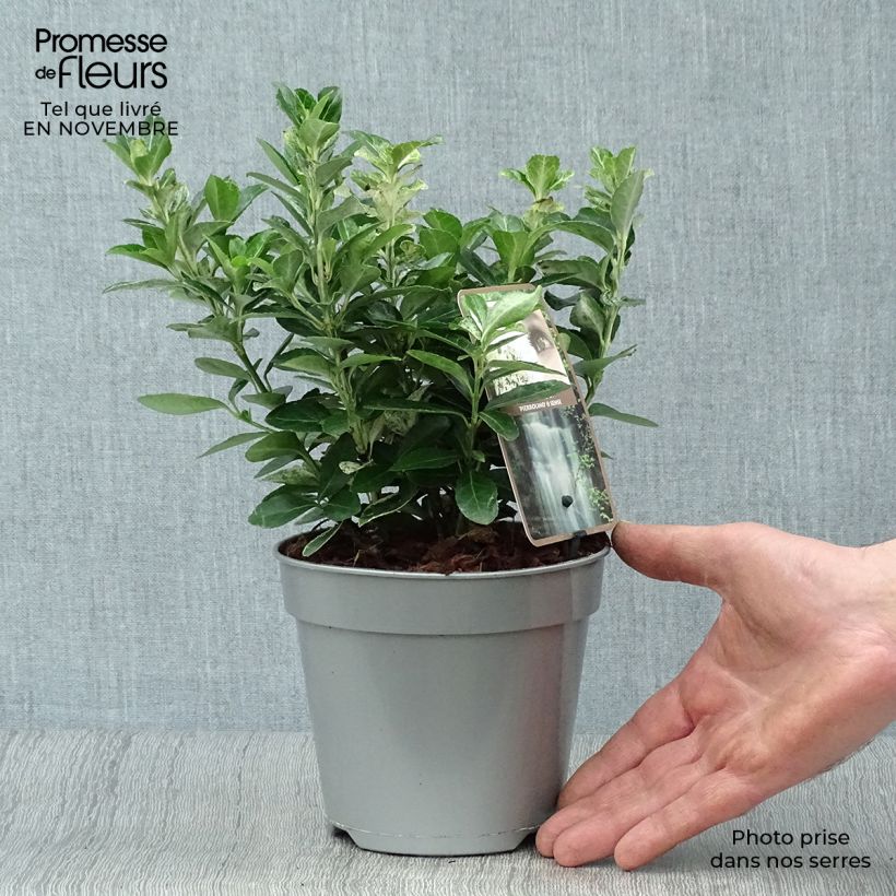 Spécimen de Euonymus japonicus Pierrolino - Fusain du Japon Pot de 1,5L/2L tel que livré en automne