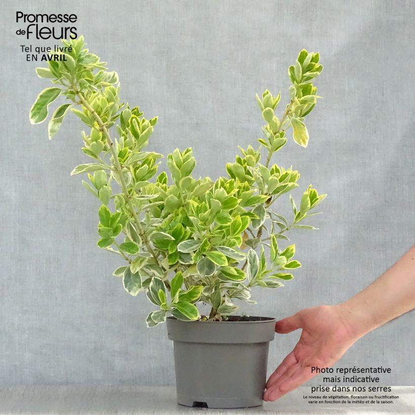 Example of Euonymus japonicus Président Gauthier - Fusain du Japon Pot de 2L/3L as you get in printemps