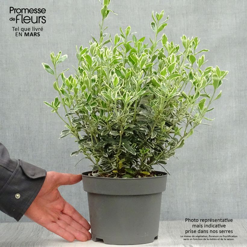 Example of Euonymus japonicus Suzanne - Fusain du Japon Pot de 2L/3L as you get in printemps