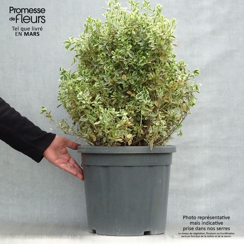 Example of Euonymus japonicus Suzanne - Fusain du Japon Pot de 7,5L/10L as you get in printemps