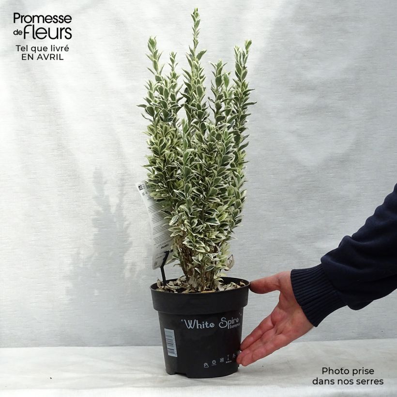 Spécimen de Euonymus japonicus White Spire - Fusain du Japon Pot de 2L/3L tel que livré au printemps