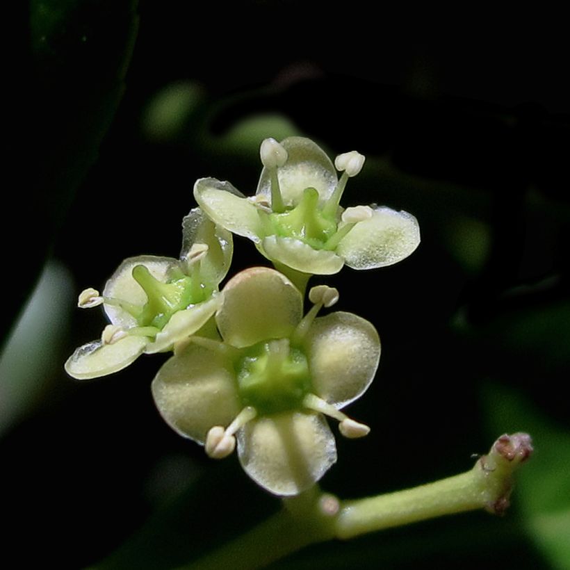 Euonymus japonicus Microphyllus  - Fusain du Japon (Flowering)