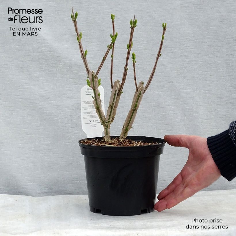 Example of Euonymus phellomanus - Fusain de Chine Pot de 2L/3L as you get in printemps