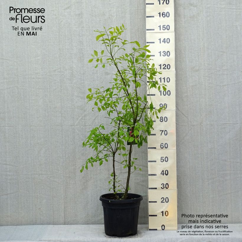 Example of Euonymus phellomanus - Fusain de Chine Pot de 12L/15L as you get in printemps