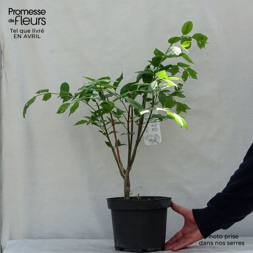 Example of Euonymus planipes - Fusain Pot de 2L/3L as you get in printemps