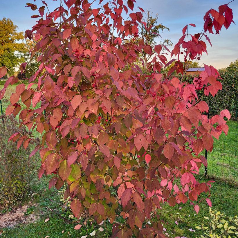 Euonymus planipes - Fusain (Plant habit)