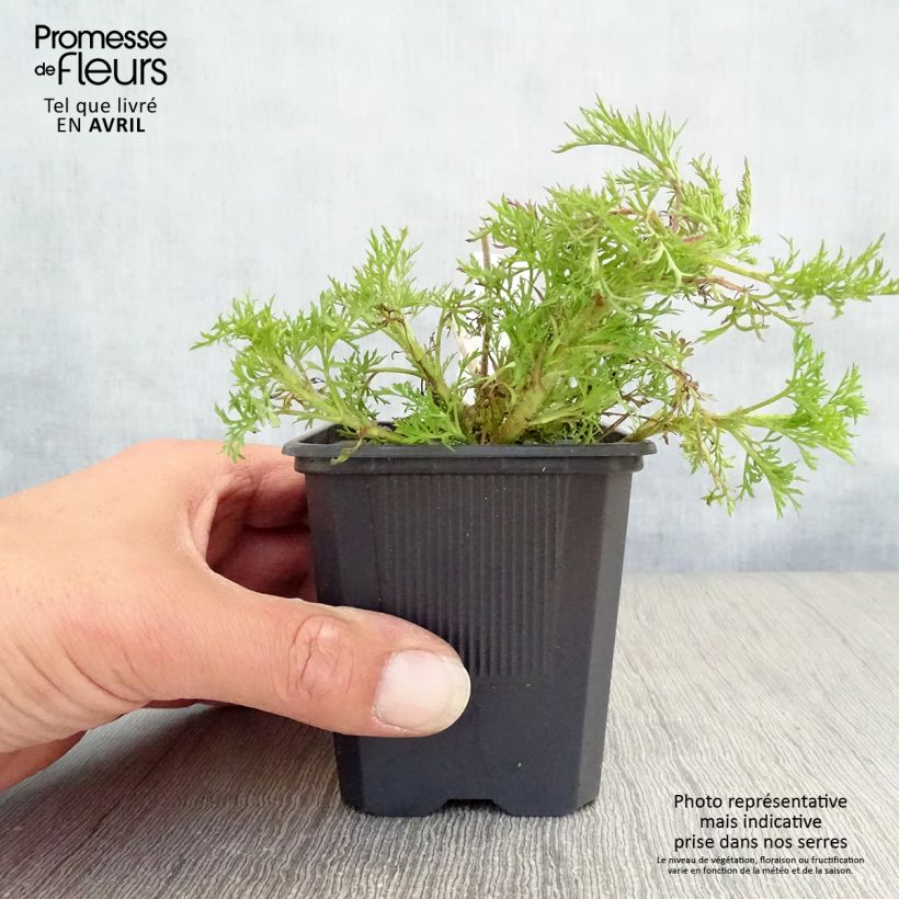 Example of Eupatorium Elegant Plume - Eupatoire Godet de 8/9 cm as you get in printemps