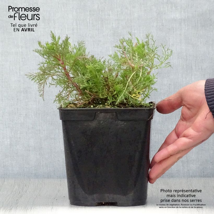 Example of Eupatorium Elegant Plume - Eupatoire Pot de 2L/3L as you get in printemps