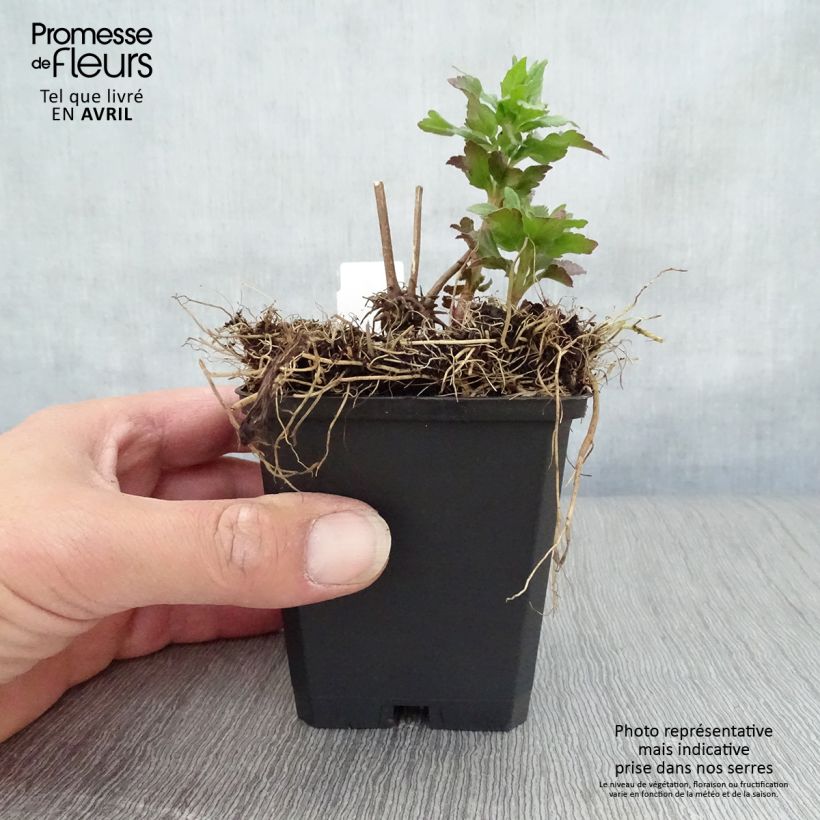 Spécimen de Eupatorium cannabinum Plenum - Eupatoire Godet de 8/9 cm tel que livré au printemps