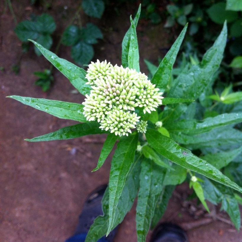 Eupatorium chinensis - Eupatoire (Floraison)