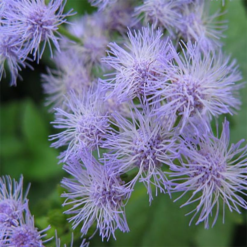 Eupatorium coelestinum, Eupatoire (Flowering)
